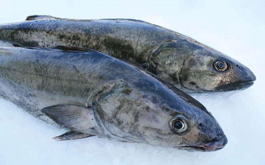 To hele torsk hvilende på en seng af is. — Sablefish Wallpapers