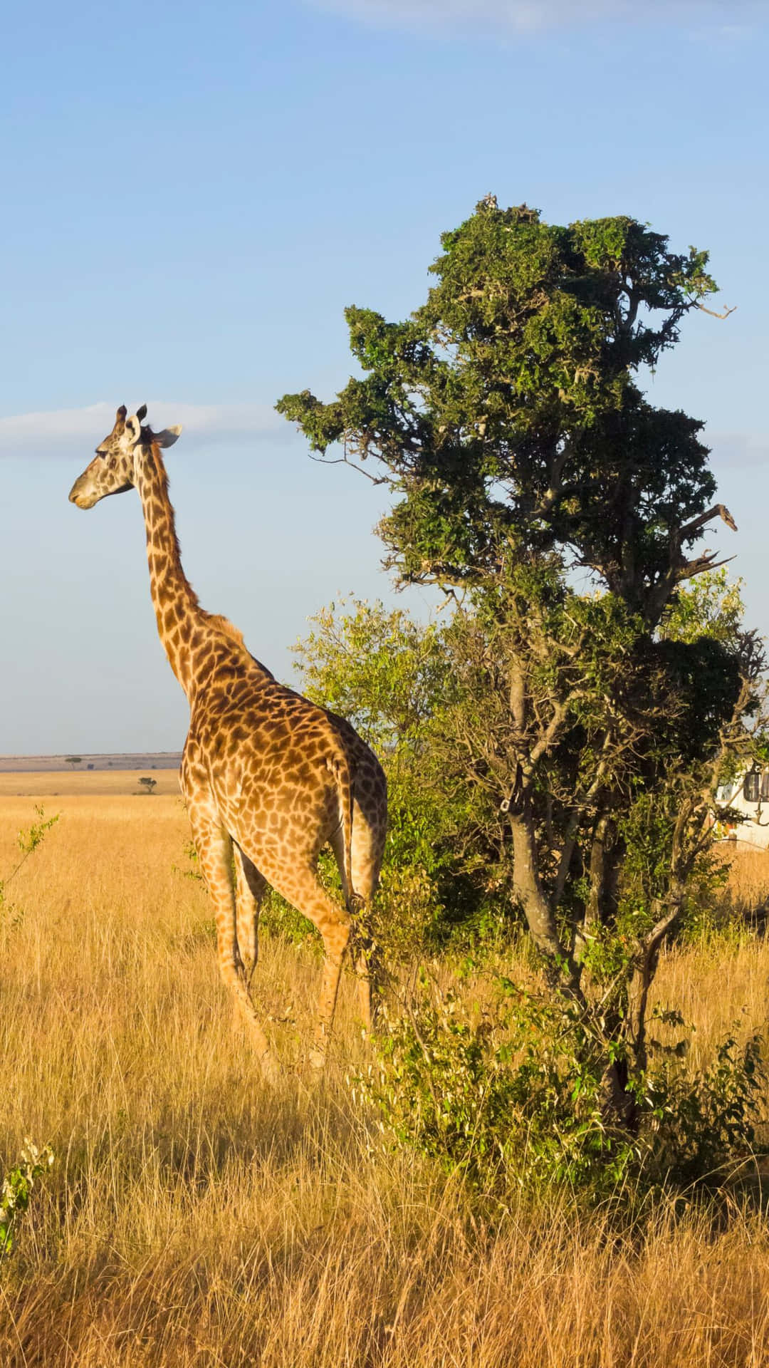 Safari Fond d'écran