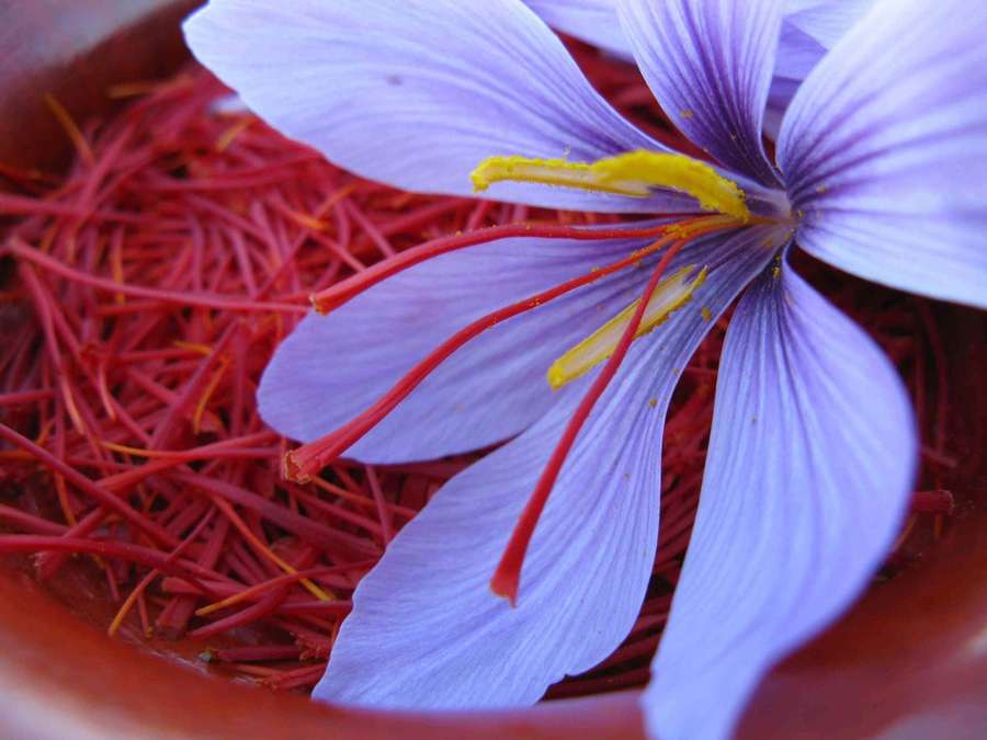 A purple saffron flower with red stigmas and yellow center on a bed of dried saffron threads. — Saffron Background