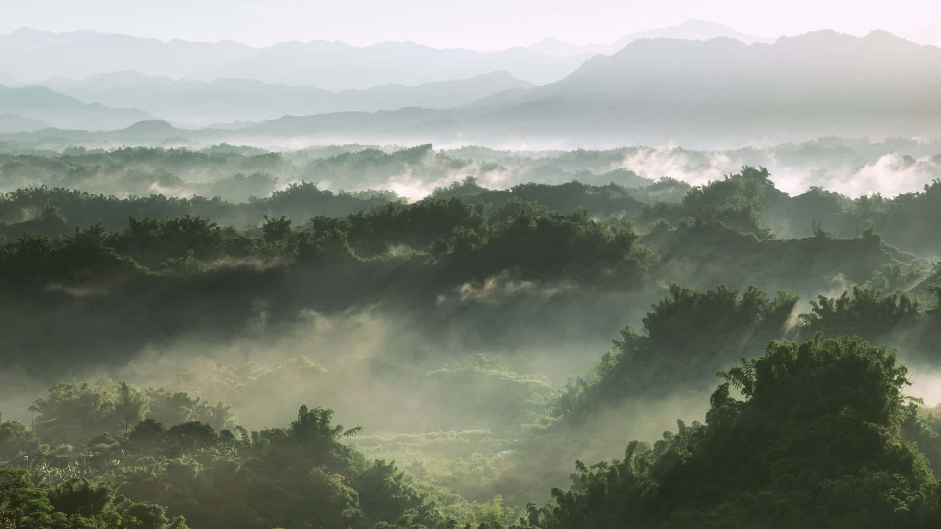 Sagegrønn Datamaskin Bakgrunnsbildet