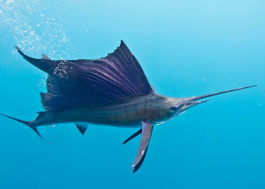 Sailfish swimming underwater with large dorsal fin and long bill — Sailfish Wallpaper