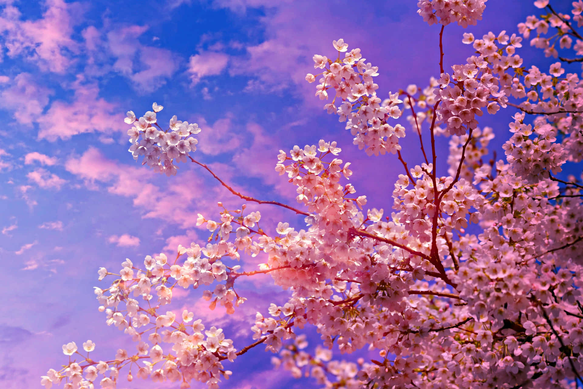 Sakura Pictures Wallpaper