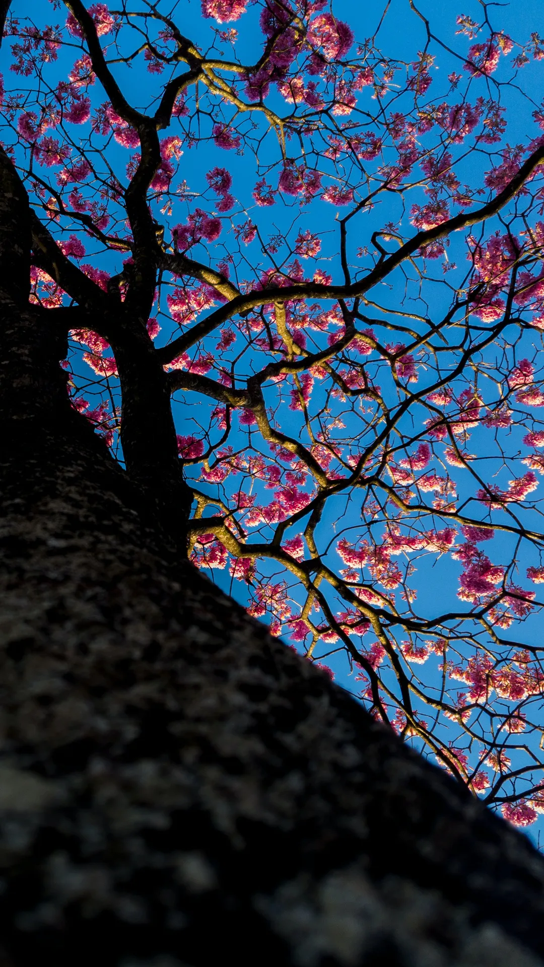 Sakura Backgrounds