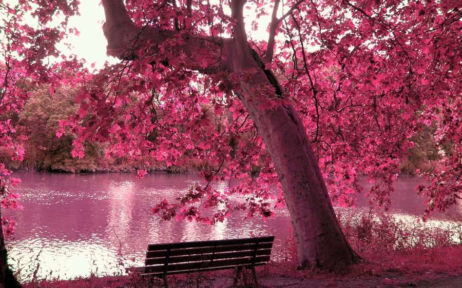 A bench under a pink tree by a calm lake. — Sakura tree Background