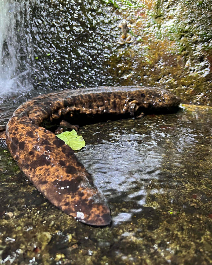 Salamandre Géante Fond d'écran