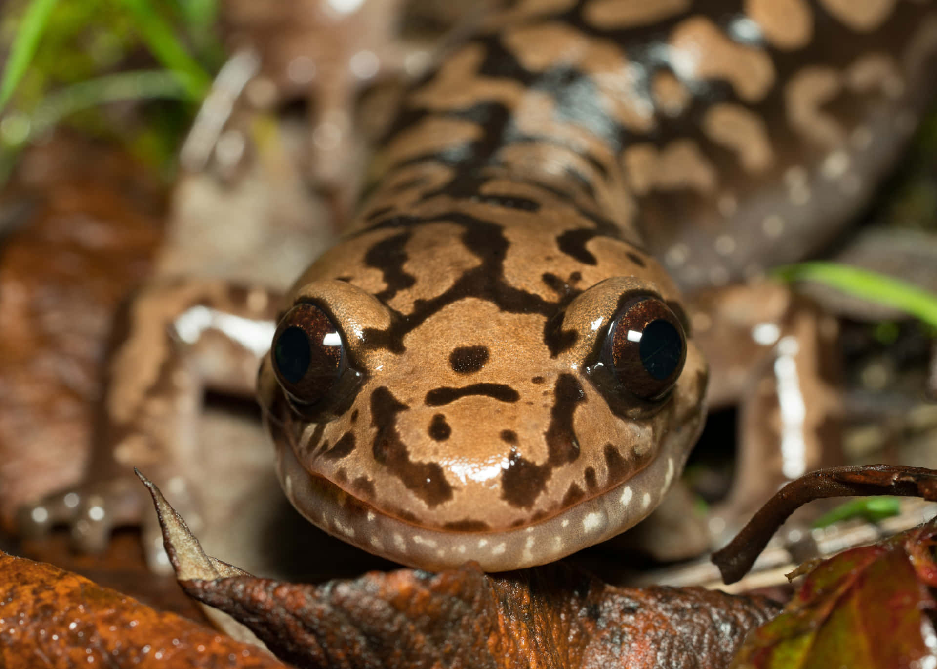 Salamandre Géante Du Pacifique Fond d'écran