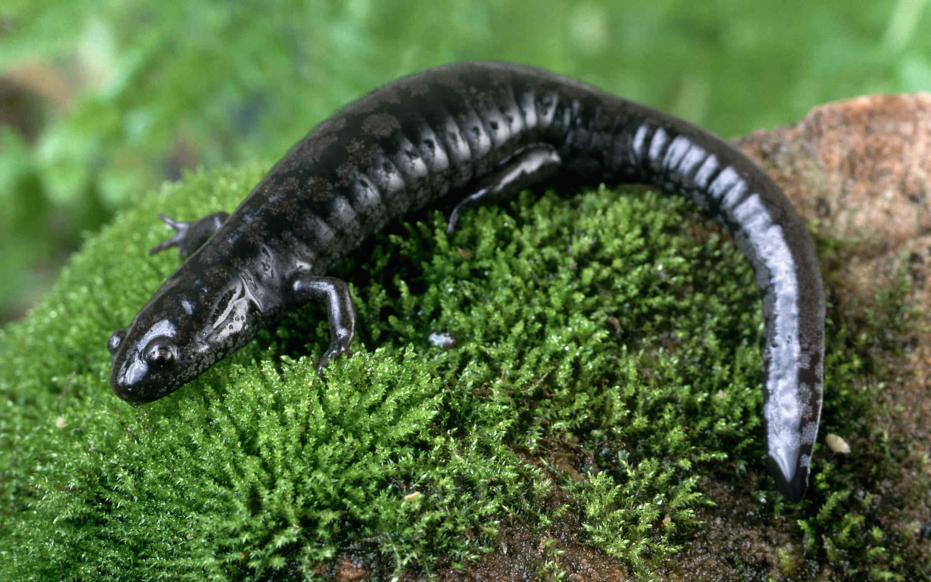 Salamandre Taupe Fond d'écran