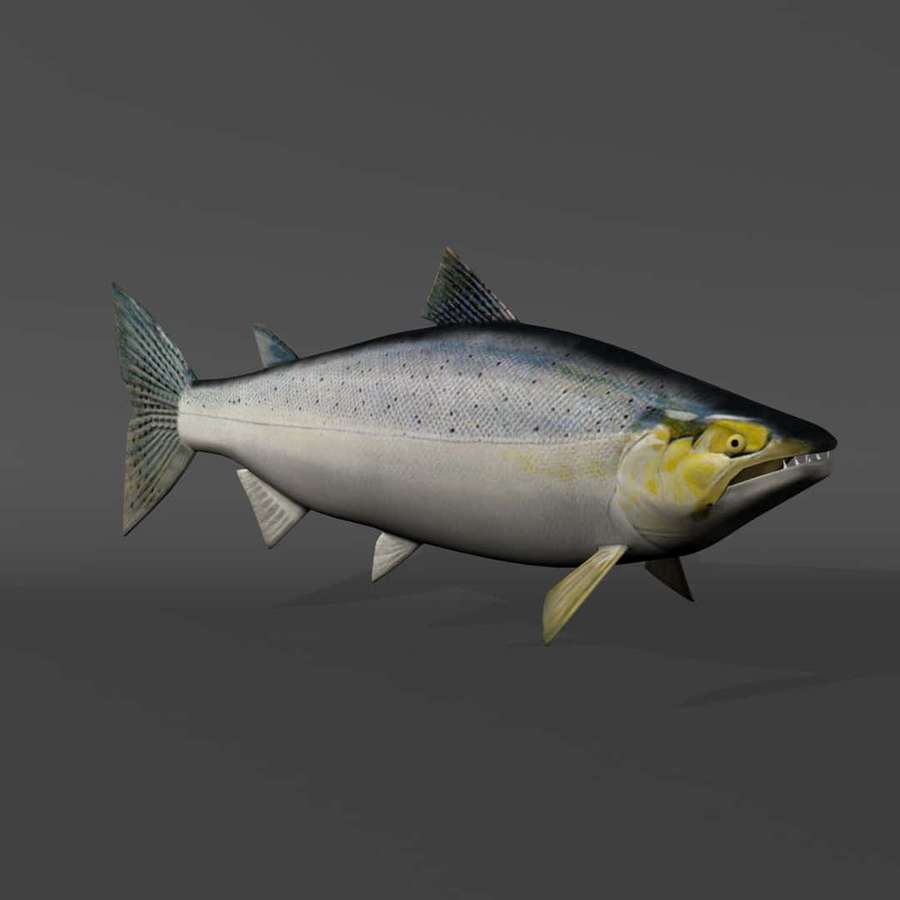 Un salmón 3D realista con cuerpo plateado y cabeza amarilla nadando en el agua. — Salmón Chinook Fondos de pantalla