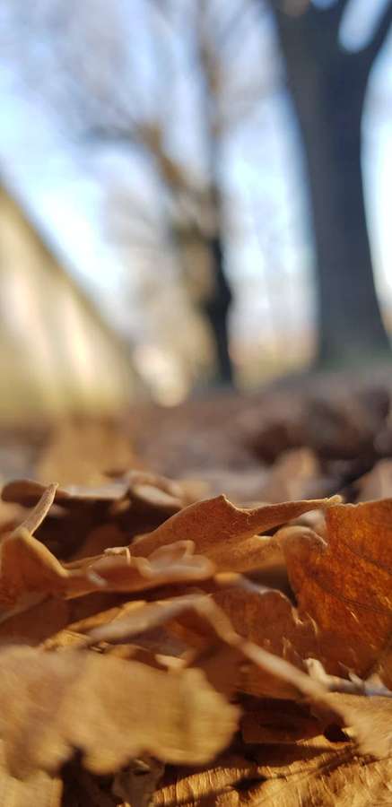 Sunlit brown autumn leaves on forest floor with blurred trees behind. — Samsung Note 20 Background