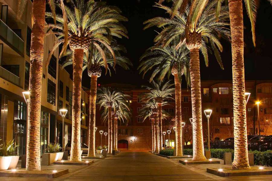 Night scene with palm trees and modern buildings illuminated by warm lights. — San Jose Wallpaper