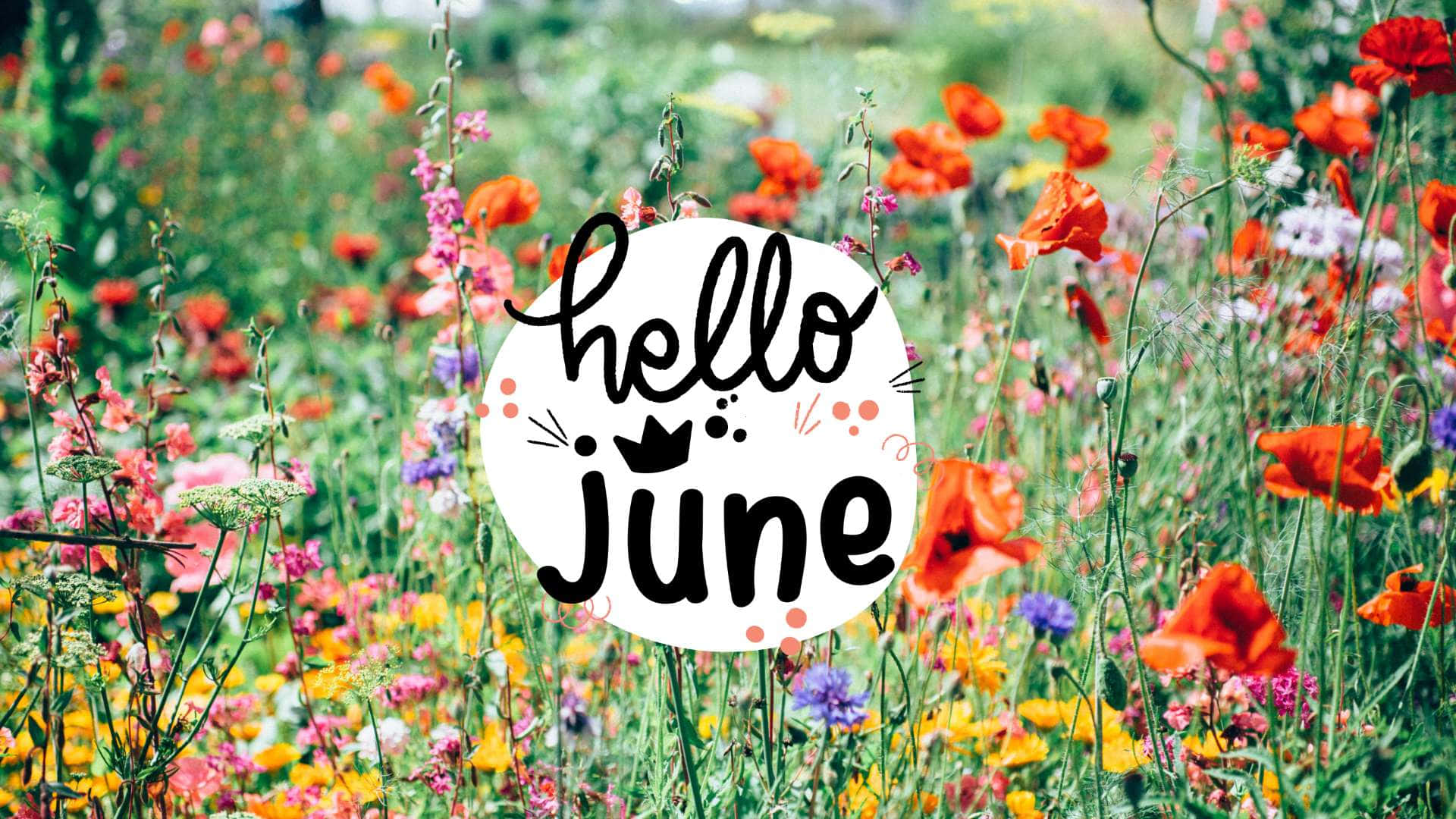 Hallo Juni Textschild in einem Feld voller bunter Wildblumen — Sänger Wallpaper