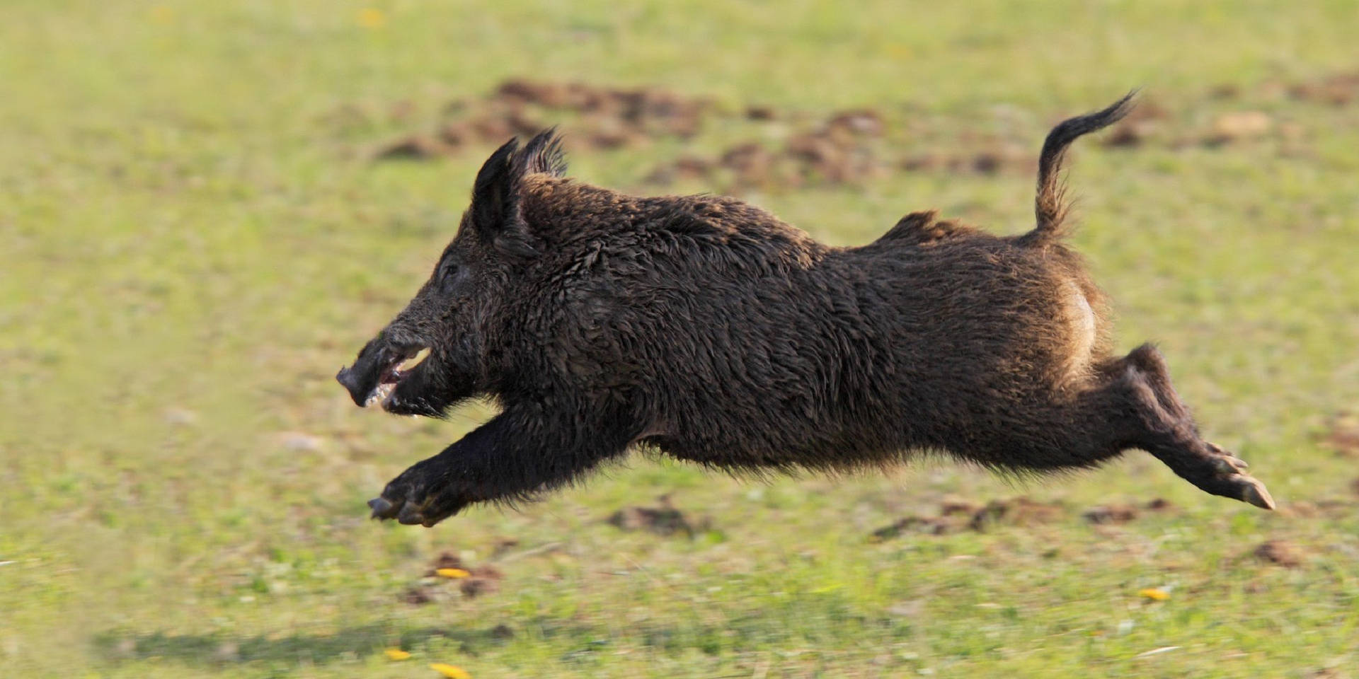 Sanglier Fond d'écran