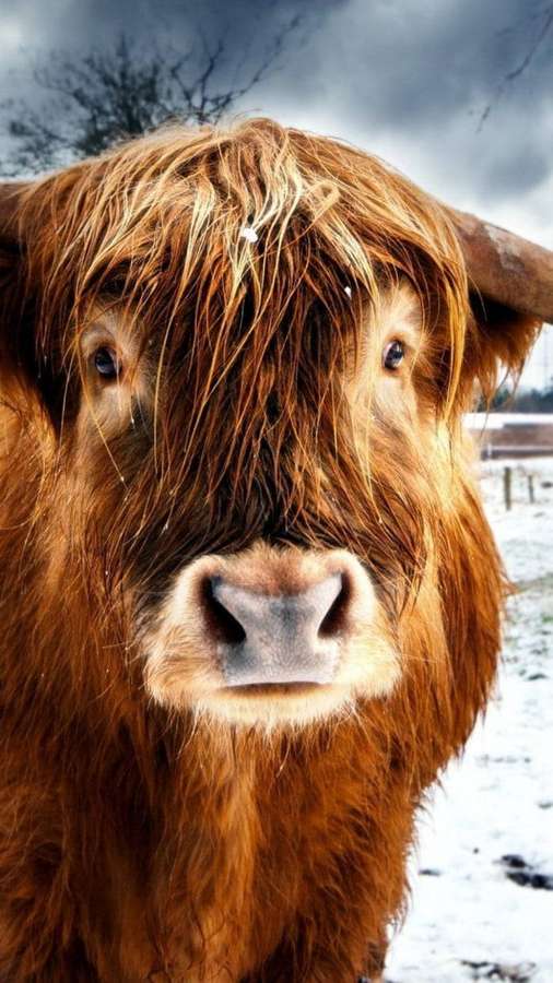 Sapi Highland coklat basah dengan rambut panjang menatap kamera di ladang bersalju. — Sapi Highland Wallpaper
