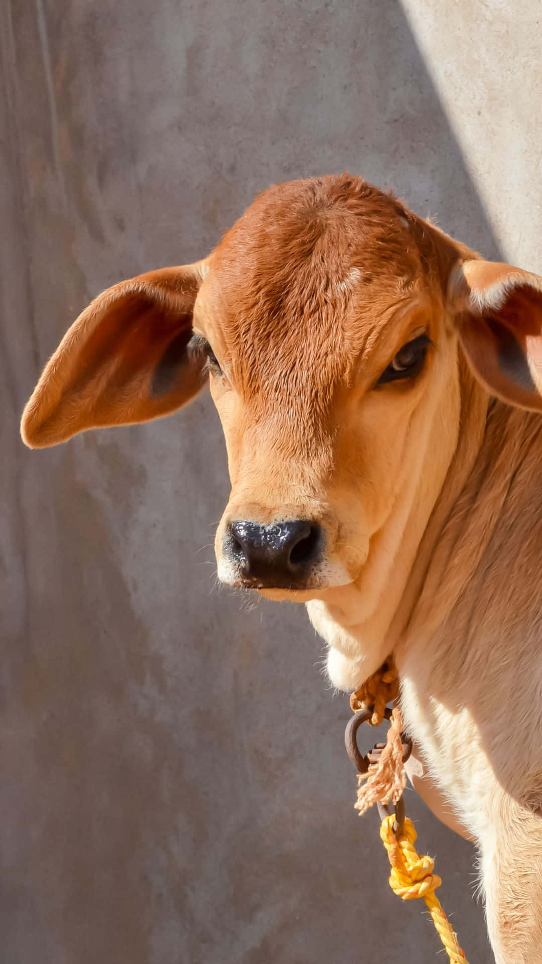 Seekor anak sapi coklat muda dengan tali kekang kuning berdiri di dekat dinding beton di bawah sinar matahari. — Sapi iPhone Wallpaper