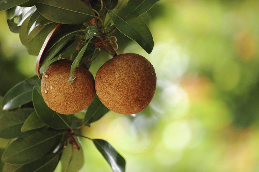 Sapodilla Achtergrond