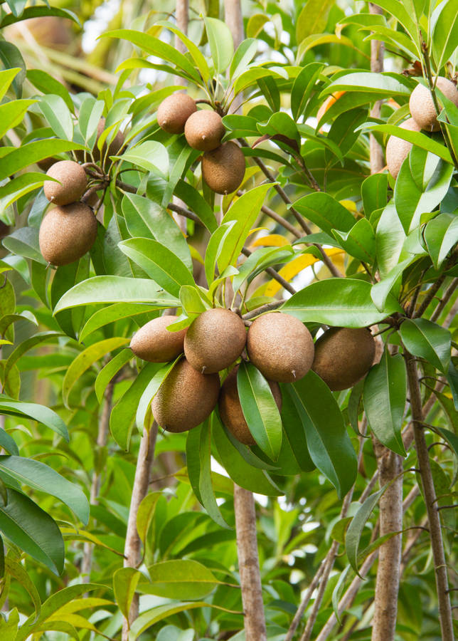 Sapodilla Bakgrunnsbildet