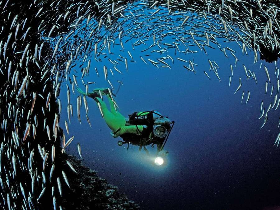 A scuba diver surrounded by a swirling school of fish in deep blue ocean water. — Sardine Wallpaper
