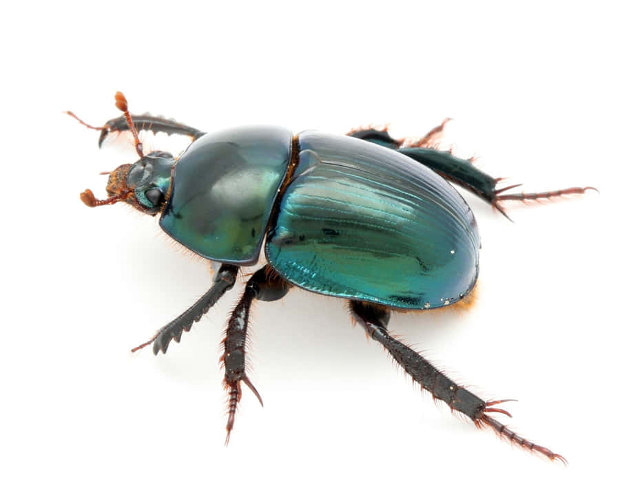 Scarab Beetle Achtergrond