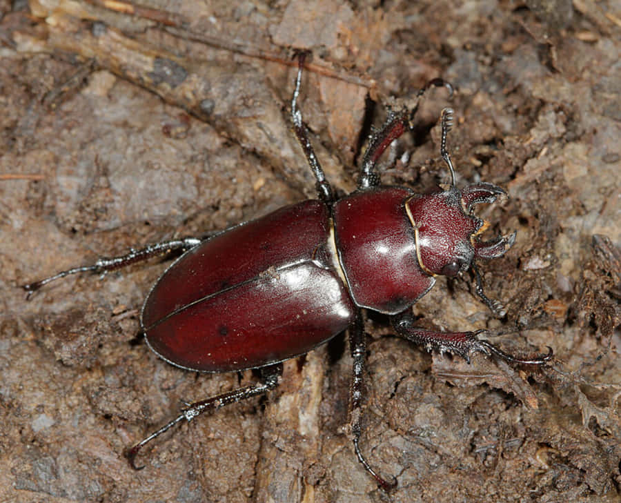 Scarabe Terrestre Fond d'écran