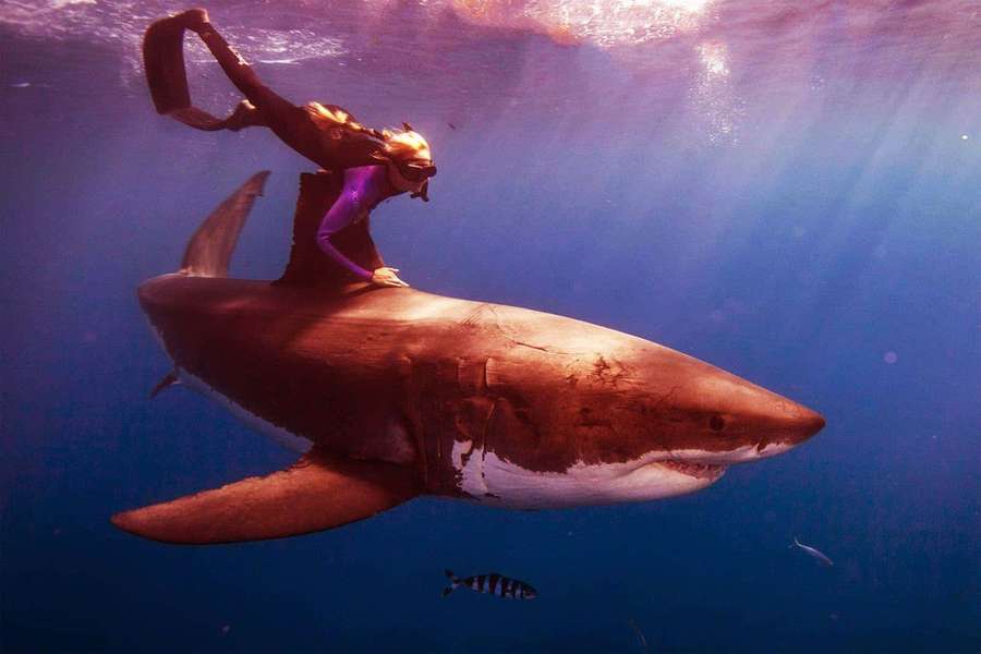 Ein Taucher reitet unter Wasser auf einem Weißen Hai im blauen Ozean. — Scary Shark Bilder
