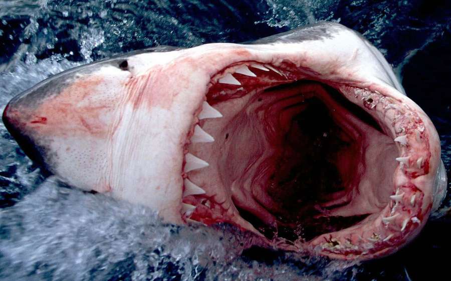 Great white shark with open mouth showing sharp teeth and bloody gums in ocean water. — Scary Shark Picture
