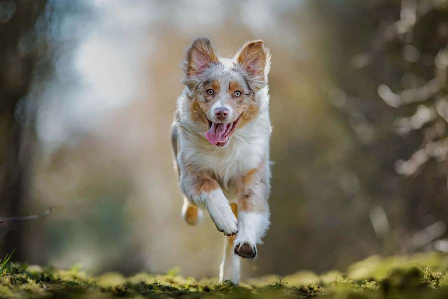 Ein glücklicher Australian Shepherd Hund mitten im Sprung in einem Wald mit moosigem Boden. — Schäferbilder Wallpaper