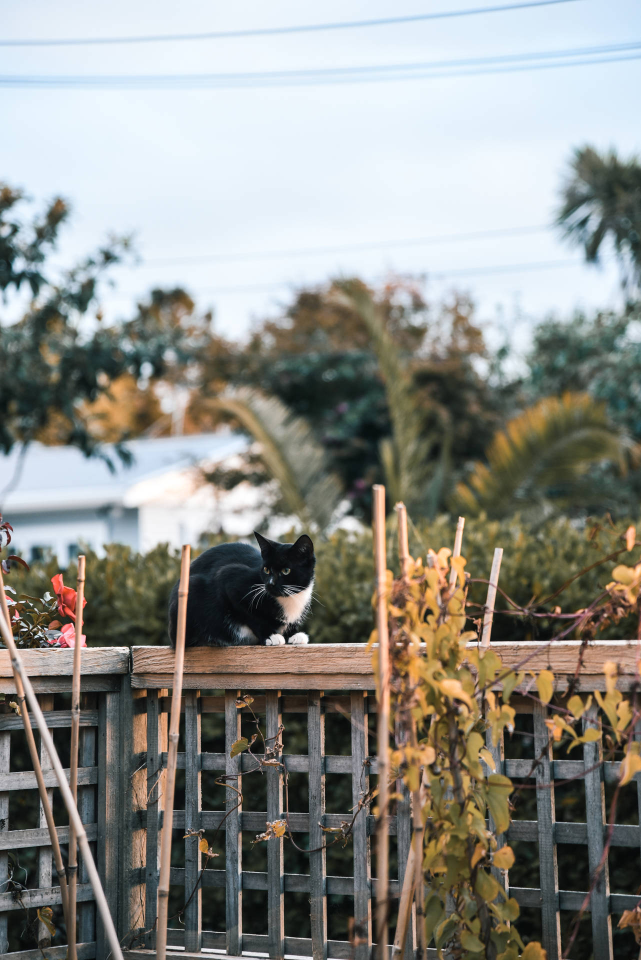 Schattige Kat Hd Achtergrond