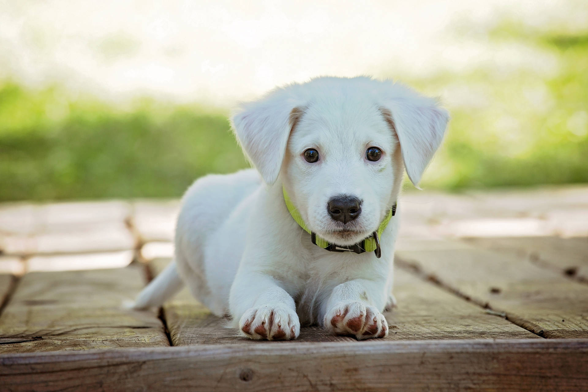 Schattige Puppy Achtergrond