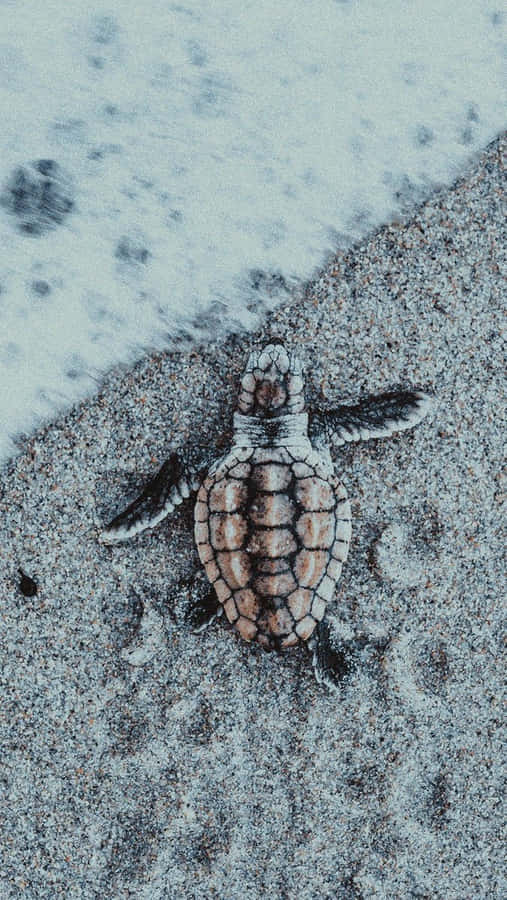 Schildpad Esthetiek Achtergrond