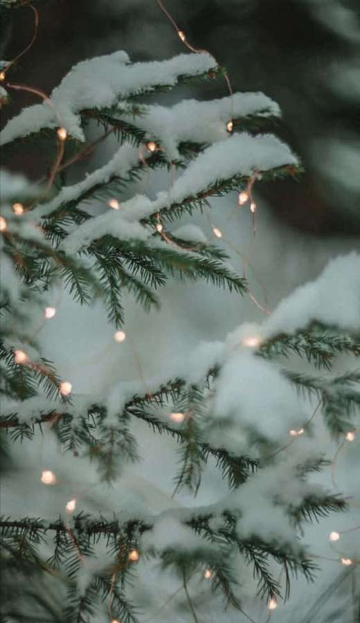 Schneebedeckte Kiefernzweige mit leuchtenden Lichterketten — Schnee iPhone Wallpaper