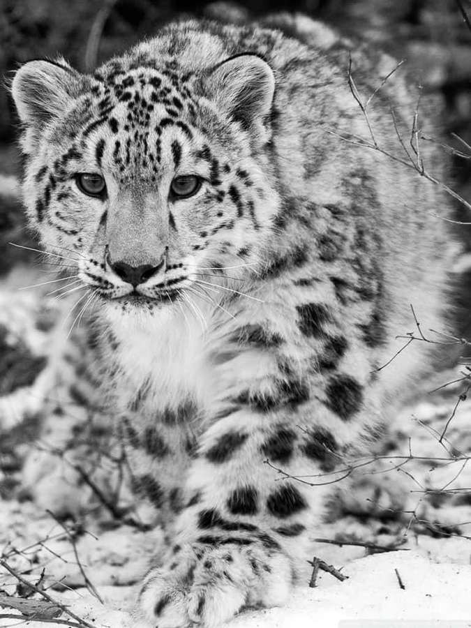 Ein Schneeleopard in Schwarz-Weiß kauert im Schnee zwischen kahlen Ästen. — Schneeleopard Wallpaper