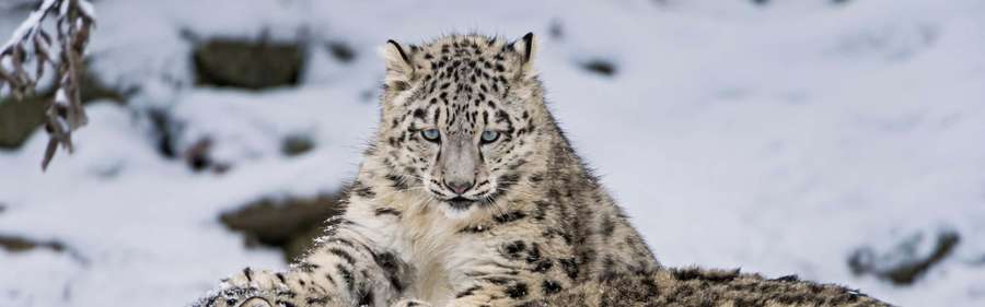 Schneeleopard mit blauen Augen ruht in schneebedecktem Berggelände — Schneeleopard Hintergrund Wallpaper