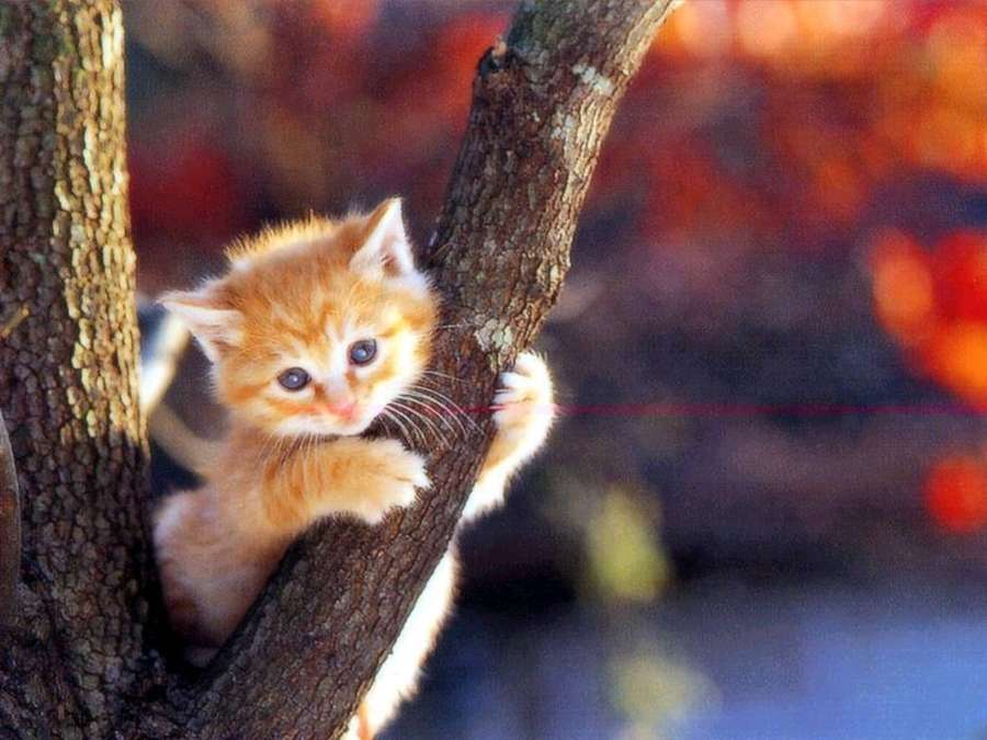 Ein kleines orangefarbenes Kätzchen, das sich in einem Herbstwald an einen Ast klammert. — Schöne Katzen Wallpaper