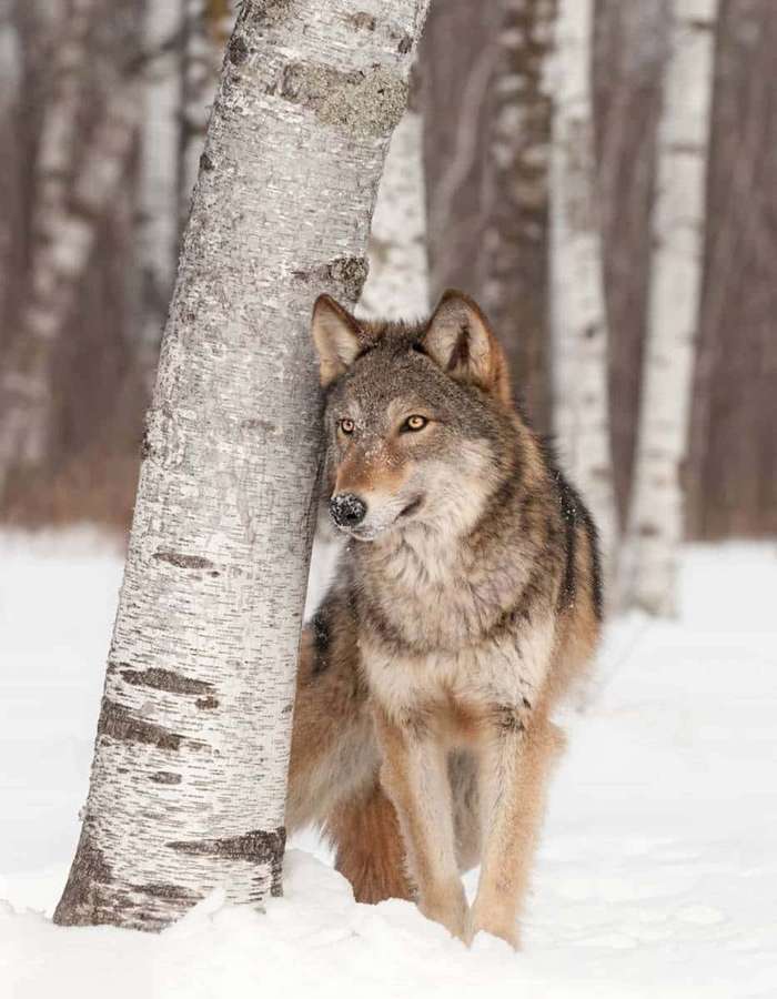 Ein Wolf steht in einem verschneiten Wald neben einer Birke. — Schöne Wolfsbilder