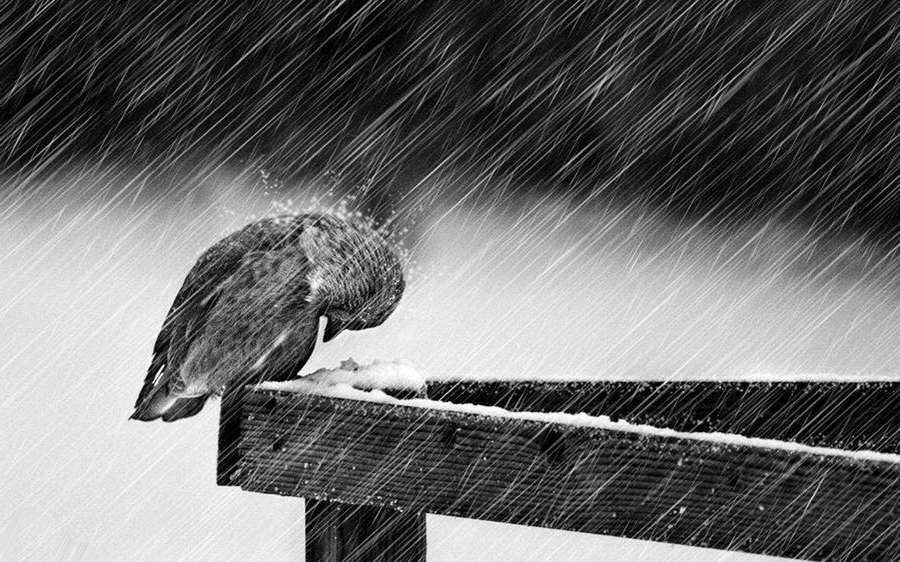Ein kleiner Vogel sitzt auf einer verschneiten Bank während eines starken Schneefalls. — Schönster Regen Wallpaper
