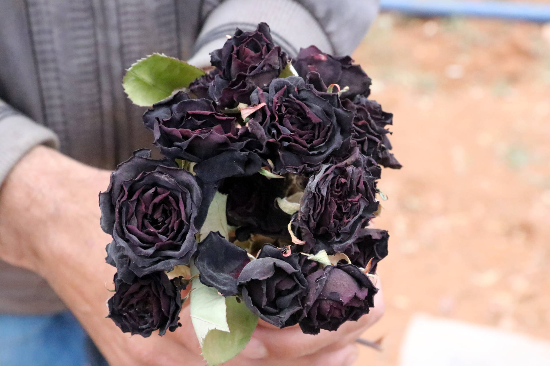 Schwarze Rose Bilder