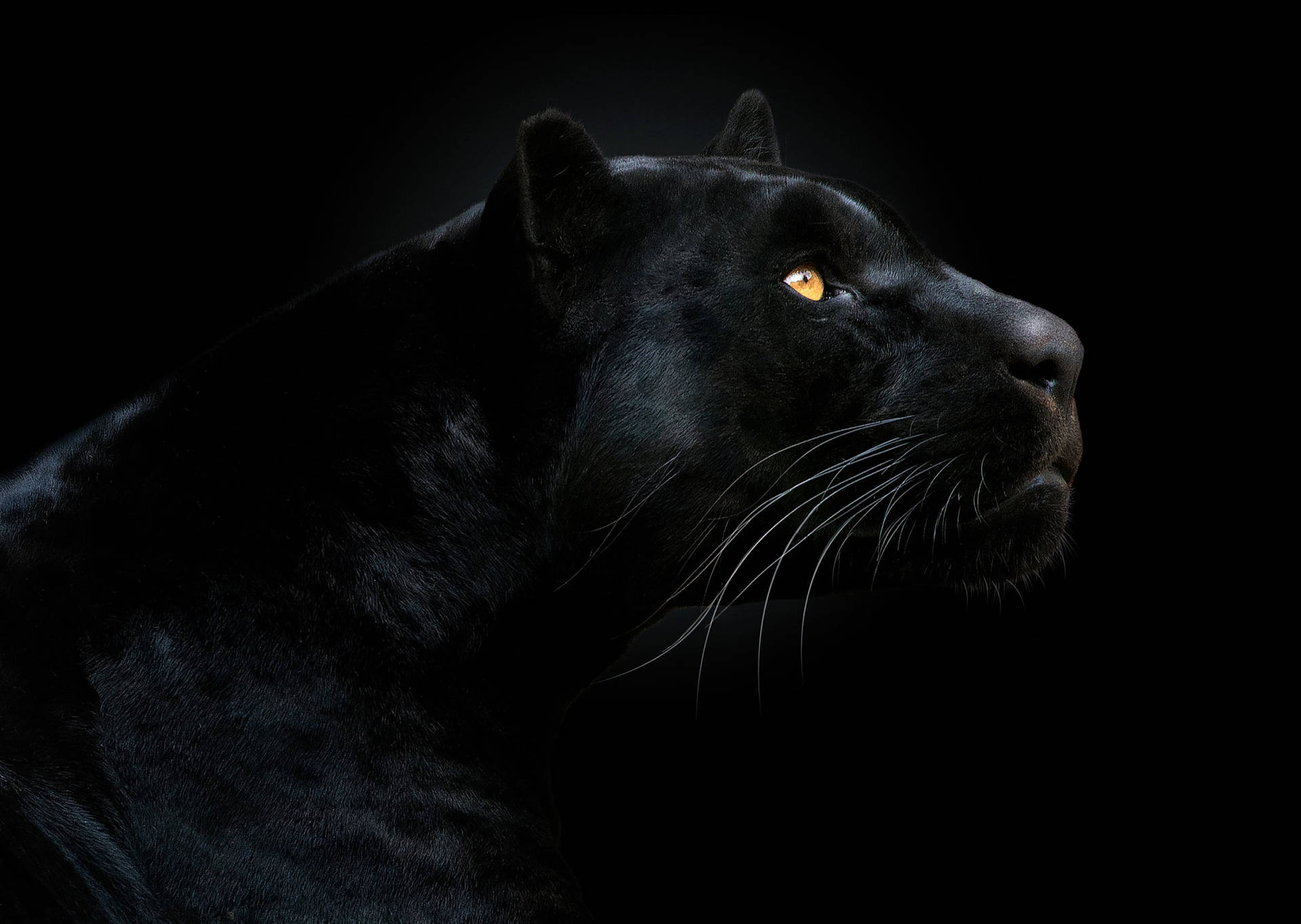 Schwarzer Panther Tierhintergrund
