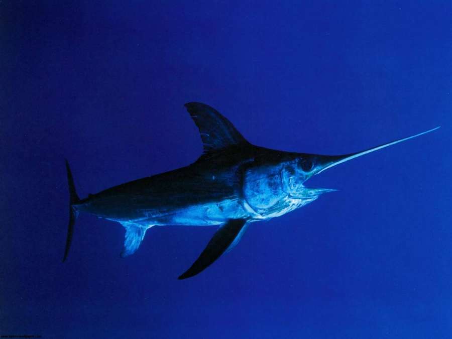 Marlin schwimmt in tiefblauem Ozeanwasser — Schwertfisch Wallpaper