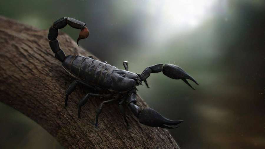 A black scorpion on a tree branch in a misty forest at dusk. — Scorpion Wallpaper