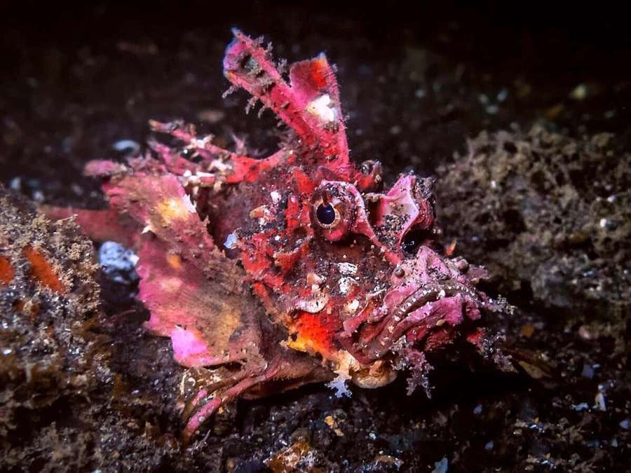 Seekor ikan kalajengking merah berkamuflase di dasar laut gelap. — Scorpionfish Wallpaper