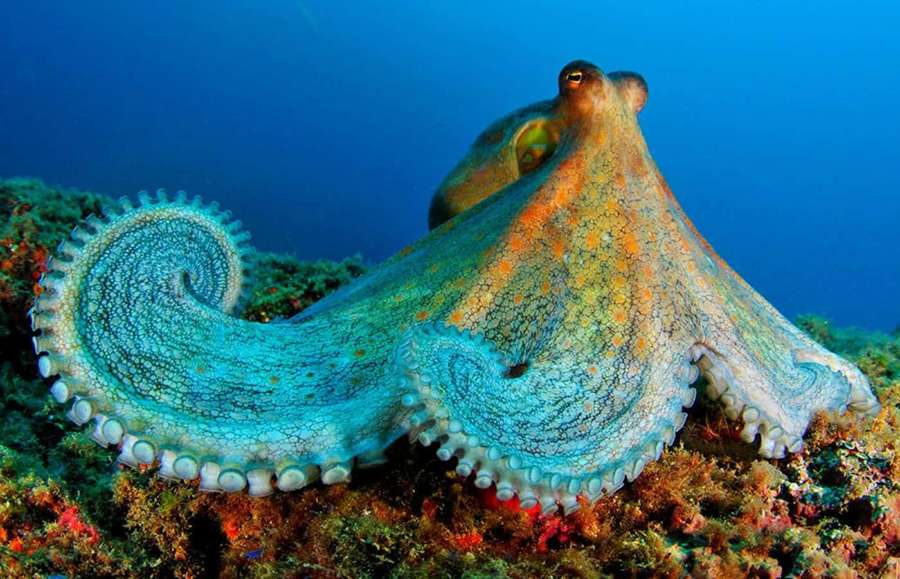 A colorful octopus with curled tentacles on a coral reef underwater. — Sea Creature Picture