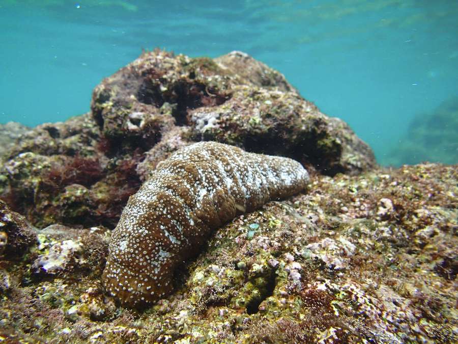 Sea cucumber on coral rock underwater in clear blue ocean water — Sea Cucumber Wallpaper