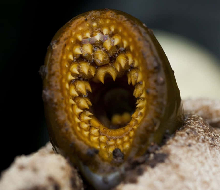 Sea Lamprey Bakgrunnsbildet