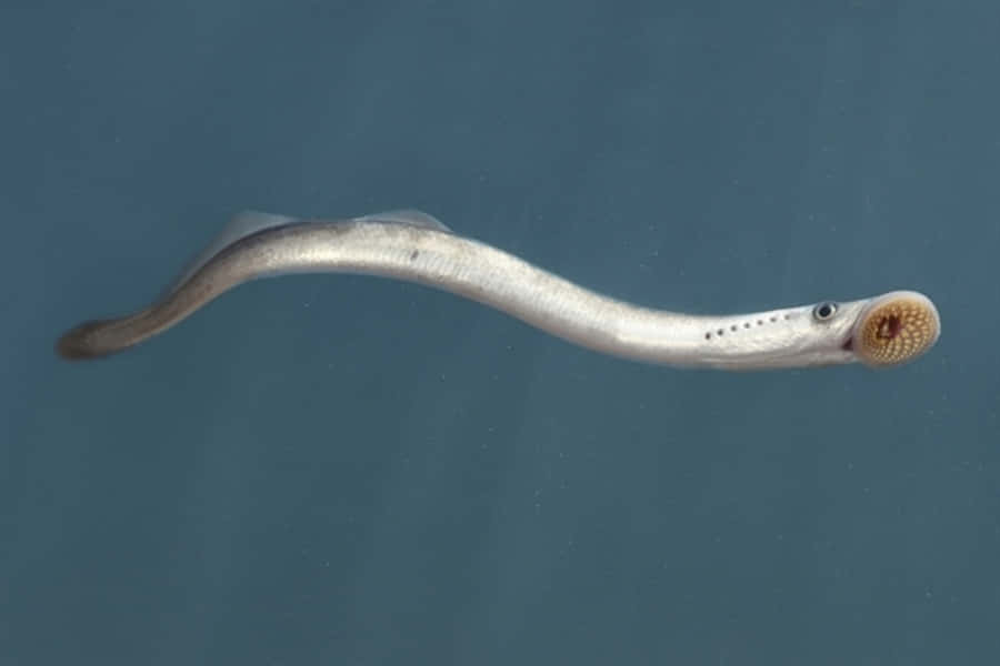 Sea Lamprey Achtergrond