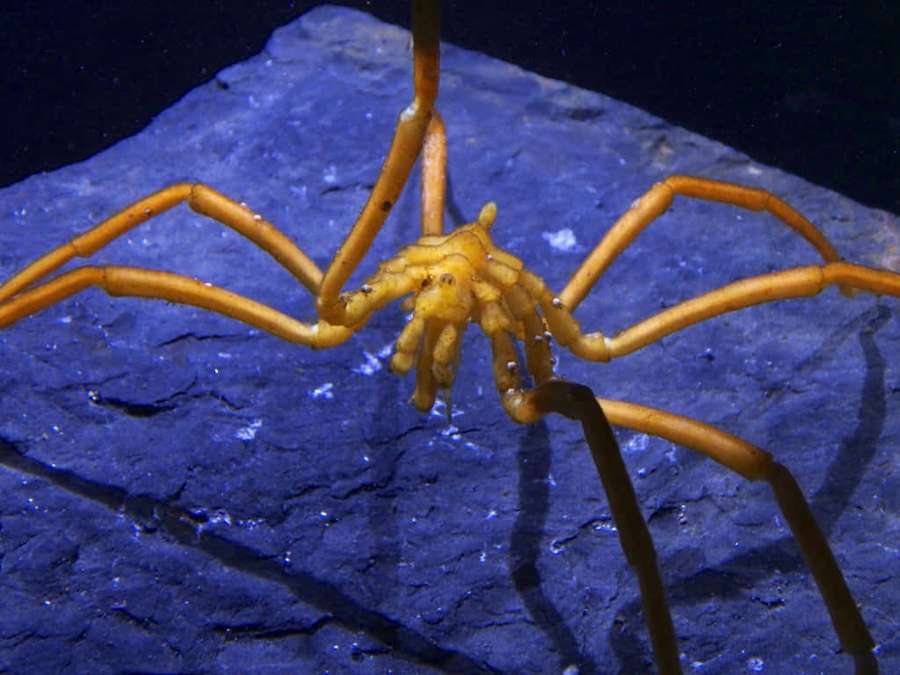 Aranha laranja do fundo do mar em rocha azul debaixo d'água — Sea Spider Papéis de Parede