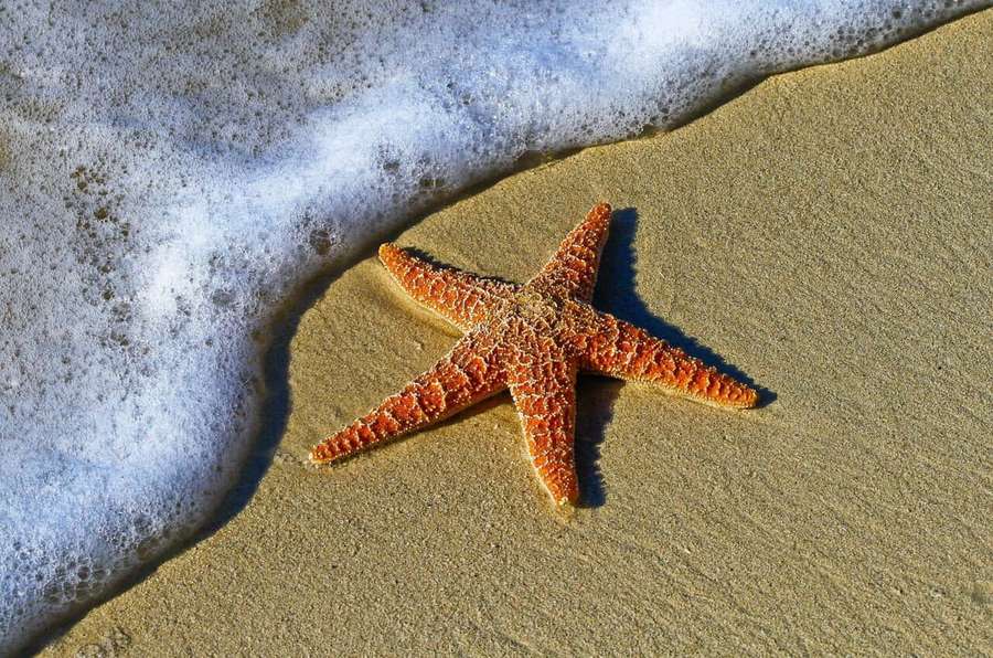 Orange starfish on wet sand with foamy ocean wave — Sea Star Wallpaper