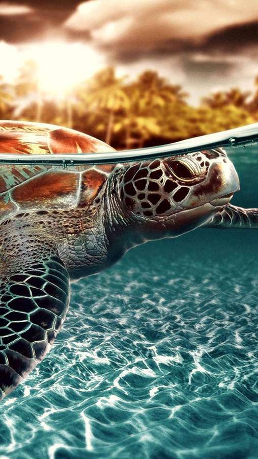 Sea turtle swimming near surface with tropical island and sun in background. — Sea Turtle iPhone Wallpaper