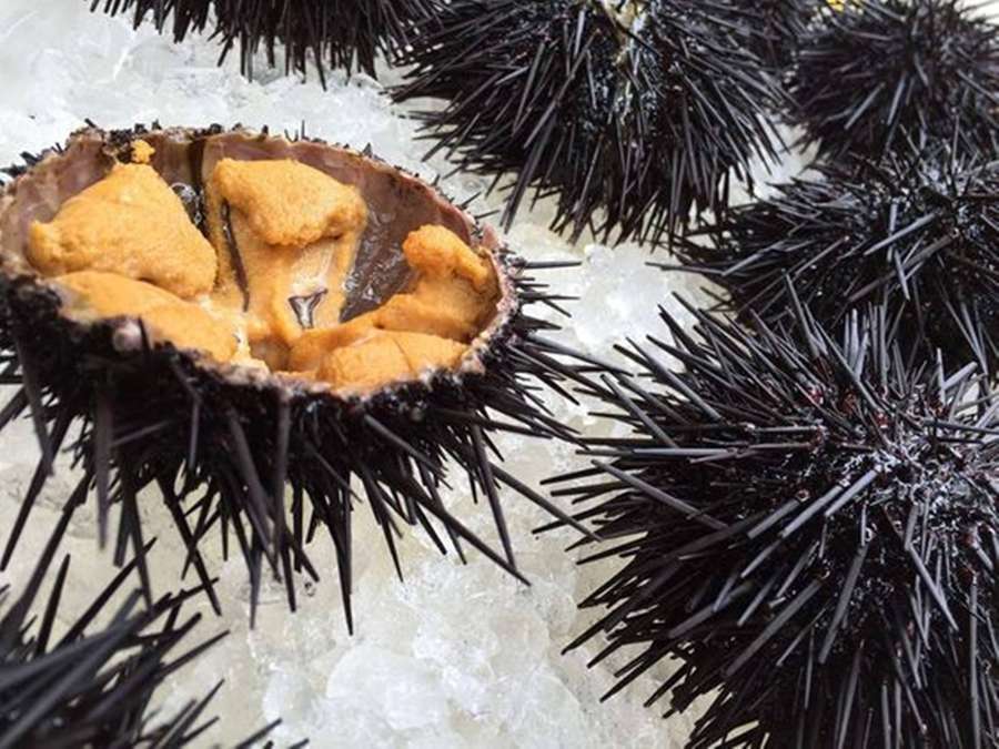 Fresh sea urchin with golden roe on ice for seafood display. — Sea Urchin Wallpaper