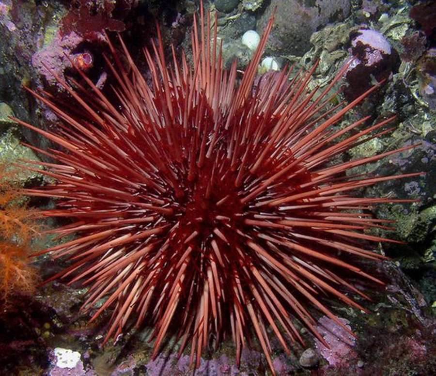 Ein roter Seeigel mit langen Stacheln auf einem Korallenriff. — Seeigel Wallpaper