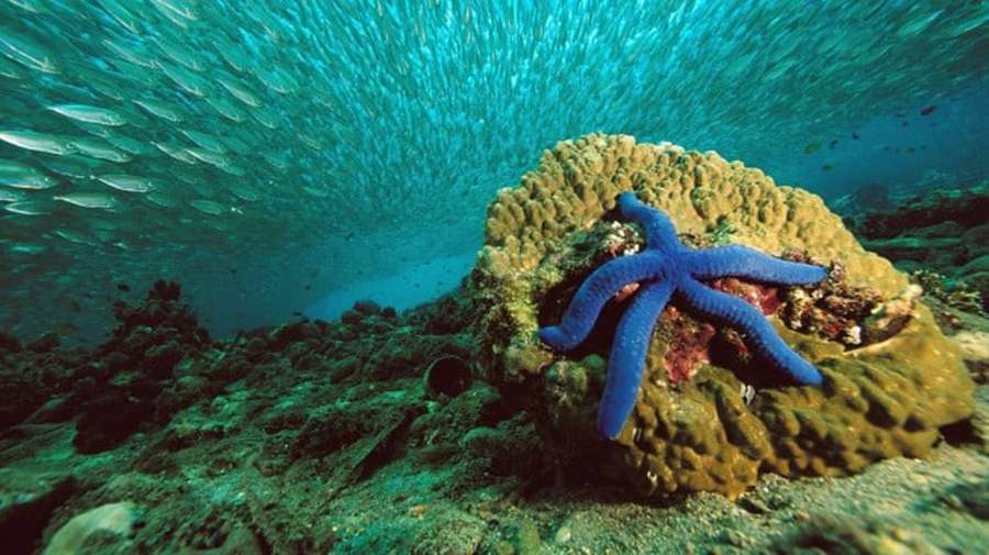 Blauer Seestern auf Korallenriff mit darüber schwimmenden silbernen Fischen — Seestern Wallpaper